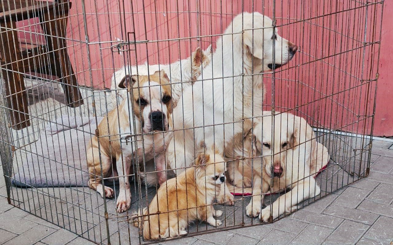 Откройте приют для животных